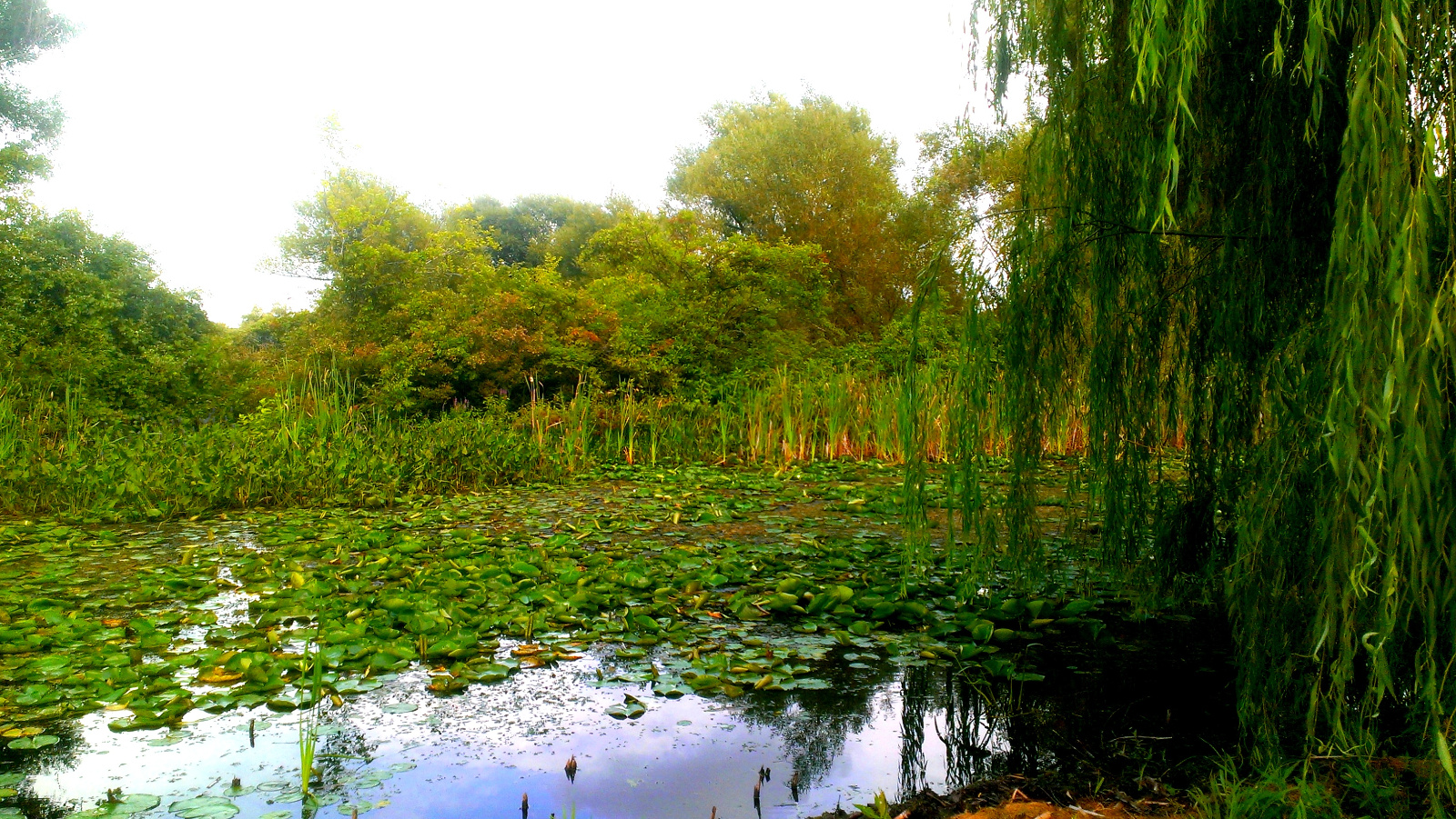 The east side channel is just beautiful with lilypads, blooming during sunny days